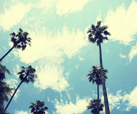 Looking up at Palm Trees
