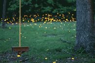 Firefly fields