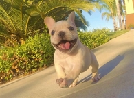 Run puppy Run