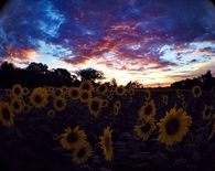 Rainbow sky and sunflower field