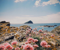 Flowers on the earth