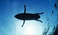 Shark Bait