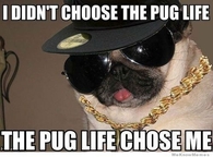 The Pug life
