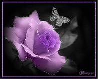 Sparkling Pink Rose