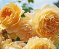 Soft yellow roses