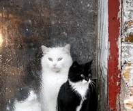 Kittens in barn window