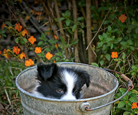 Peeking puppy