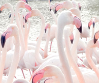 Pink Flamingos