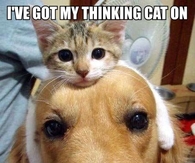 Thinking cat on