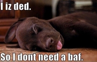 I iz dead
