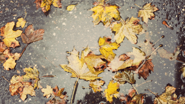 Autumn raindrops