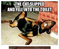 The Cat slipped