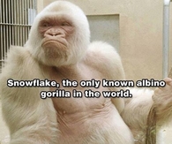 albino gorilla