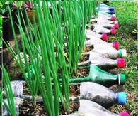 Bottle Garden