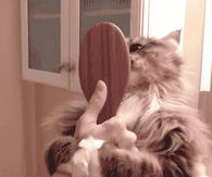 Self groomed cat