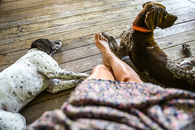 Hanging with the dogs