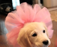 Tutu cute