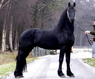 Black Beauty!!  