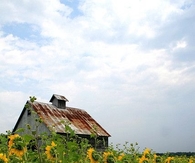 Country sunflowers