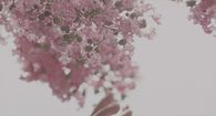 Pink Blossoms
