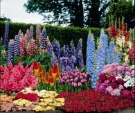 Colorful Flowerbed