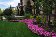 Beautiful Flowerbed of Pink Petunias