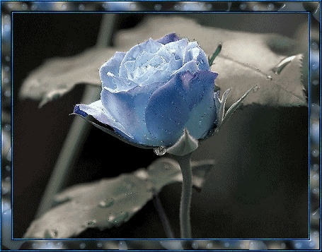 Light Blue Glitter Rose