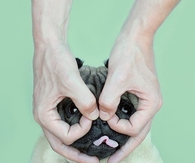 Silly pug