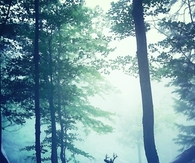 Forest buck