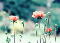 Wild flowers 