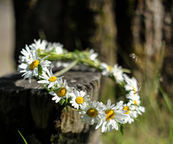 Daisy halo
