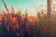 Field of flowers