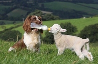 dog and lamb
