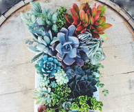 Succulents