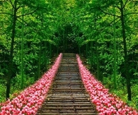 Floral path