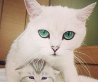 White Cats