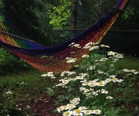 A place to roam