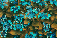 Lacecap hydrangea