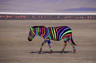 Rainbow zebra