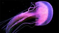 Purple jellyfish