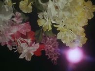 Floral reflection
