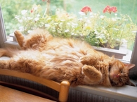 Cat nap