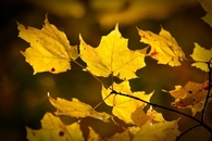 First leaves of Autumn