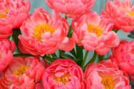 Bright pink flowers