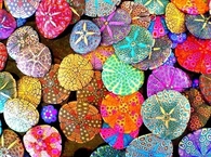 Colorful shells