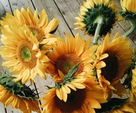 Sunflowers