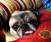 Bed ridden pug