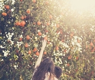 Picking peaches