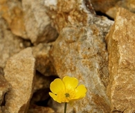 Hope grows
