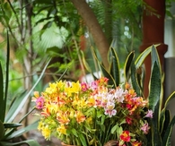 Colorful flowers 